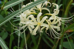 Lycoris × albiflora, photograph (c) WATANABE Hitoshi 渡辺仁, some rights reserved (CC BY)