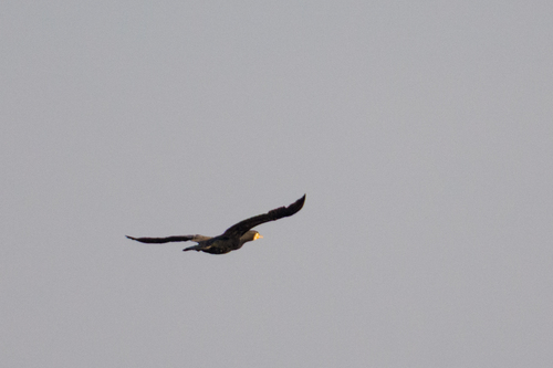 Great Cormorant
