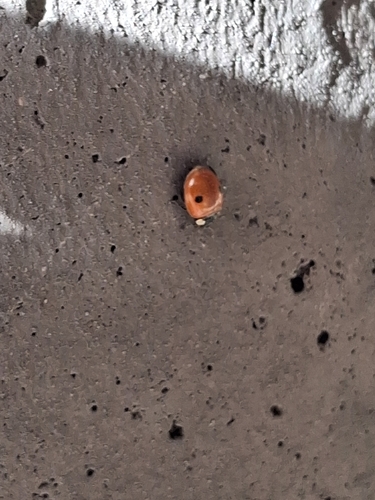 Two-spotted Lady Beetle
