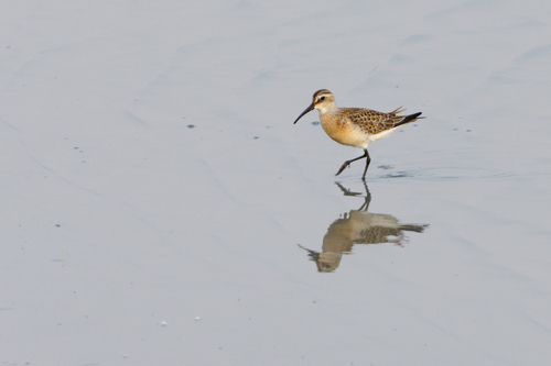 Curlew Sandpiper