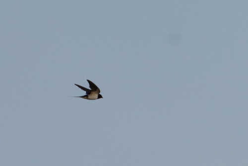Barn Swallow