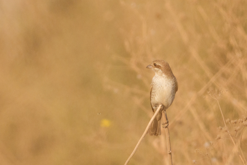 Red-backed Shrike