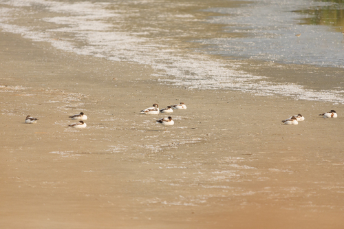 Common Shelduck