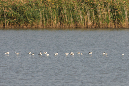 Pied Avocet