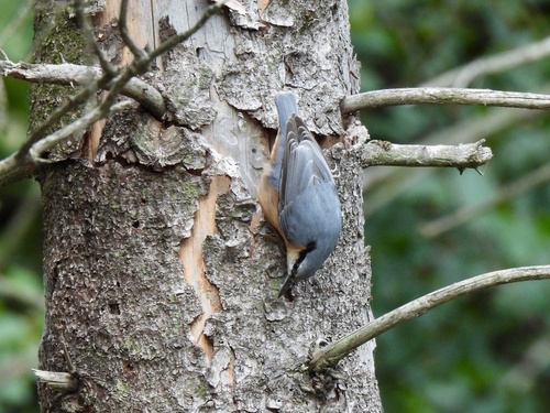 Eurasian Nuthatch