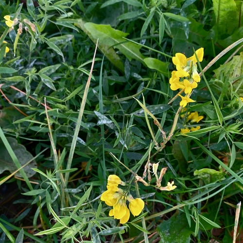 meadow pea