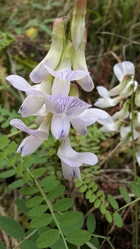 Wood Vetch
