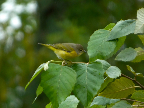 Nashville Warbler