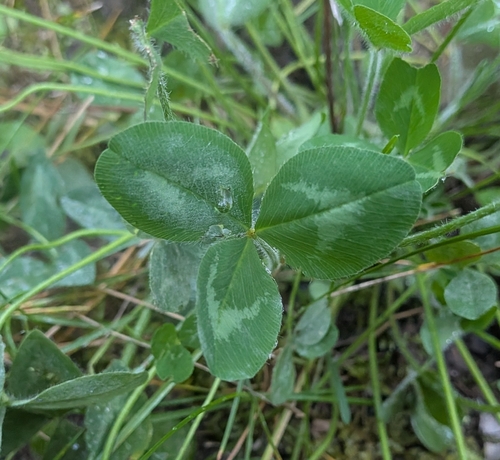 Red Clover
