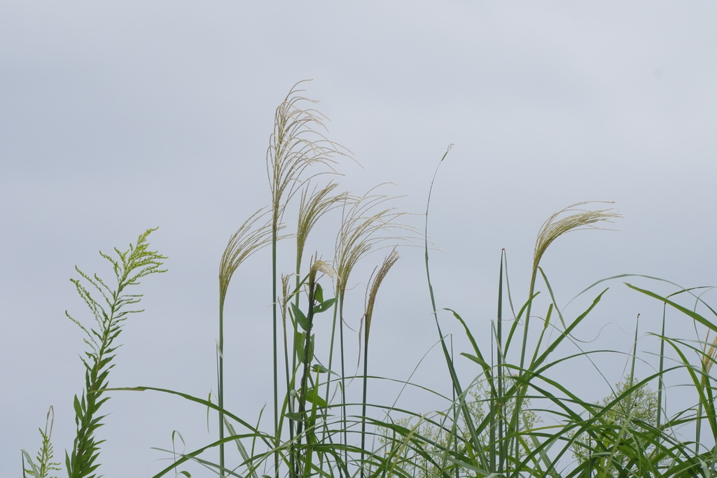 Miscanthus sinensis; photograph (c) WATANABE Hitoshi 渡辺仁, some rights reserved (CC BY)
