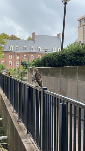 Red-tailed Hawk