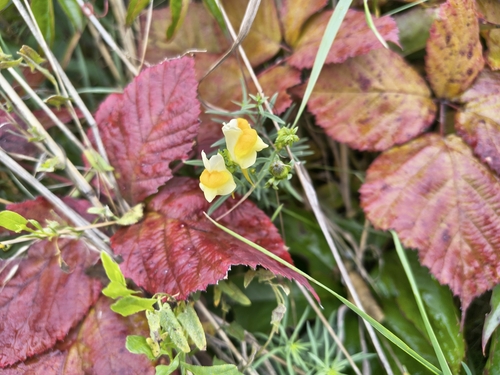 common toadflax