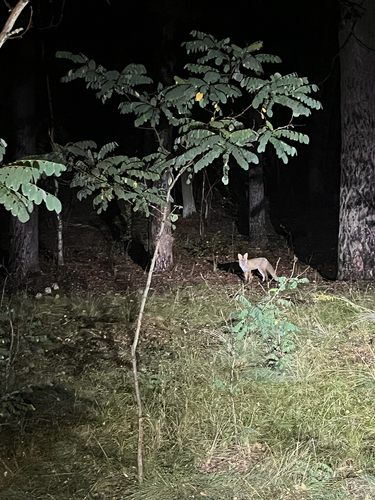 Red Fox