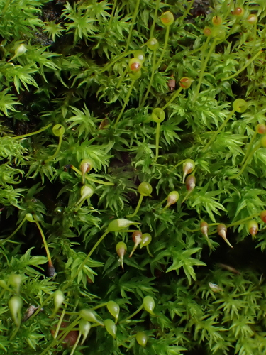Dichodontium pellucidum observed 2026-09-07