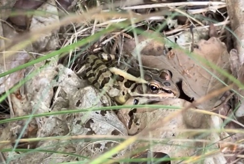 Pickerel Frog