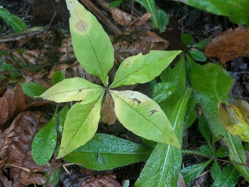 northern starflower