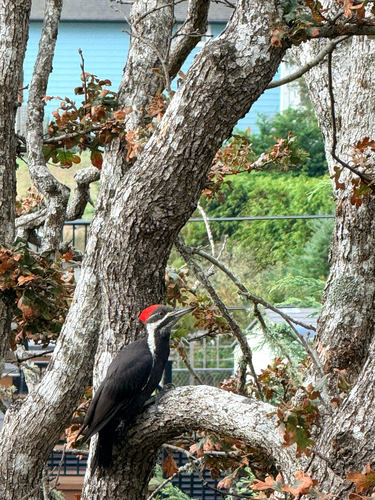 Pileated Woodpecker