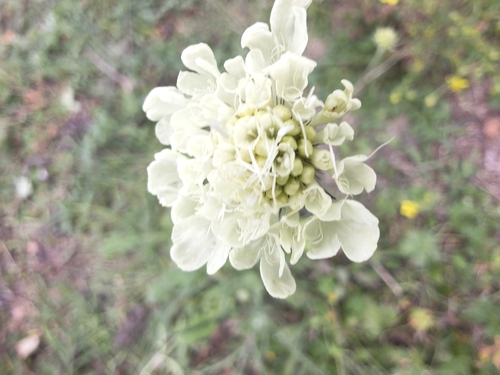 Cream Scabious