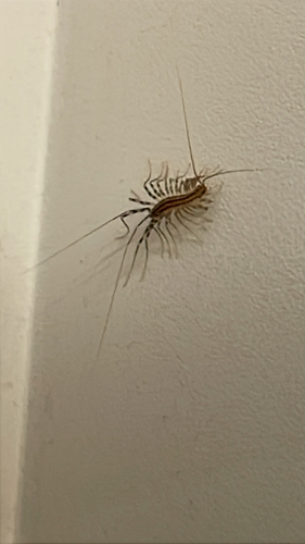 House Centipede