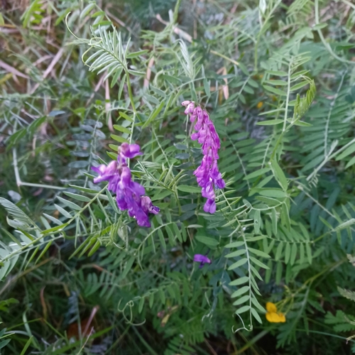 tufted vetch