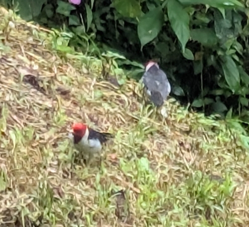 Yellow-billed Cardinal