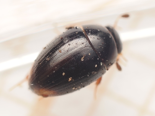 Cercyon analis