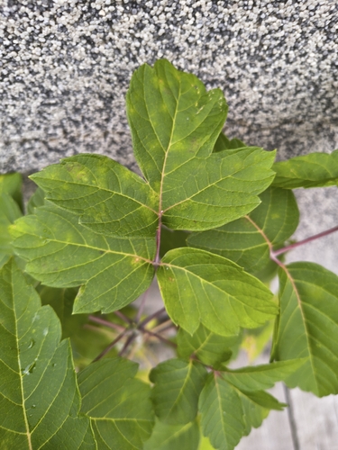 box elder