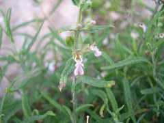 Teucrium asiaticum