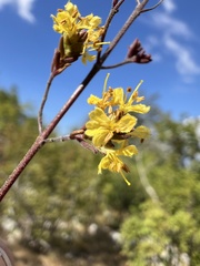 Odontites luteus, photograph author not stated, no rights reserved