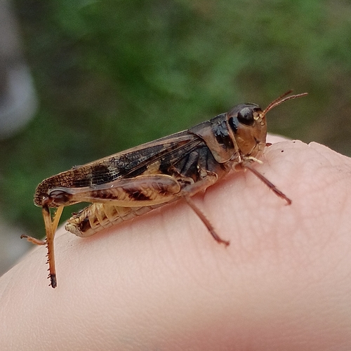 Clear-winged Grasshopper