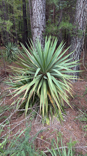 common yucca