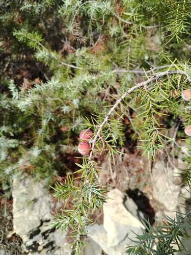 western prickly juniper