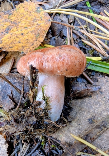 Woolly Milkcap