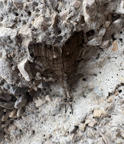 White-marked Tussock Moth