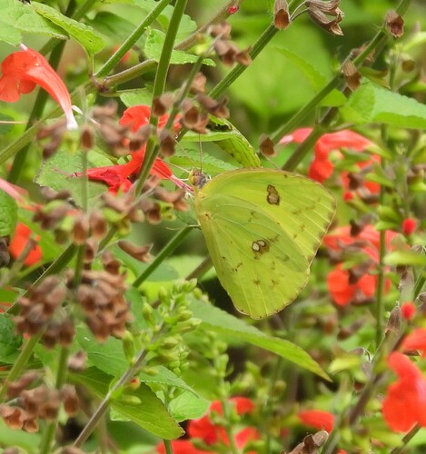 Cloudless Sulphur