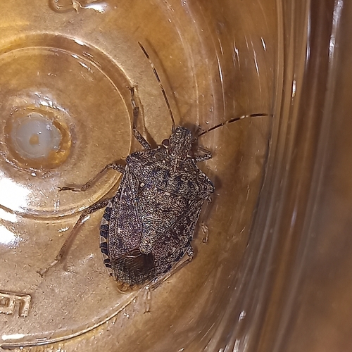 Brown Marmorated Stink Bug