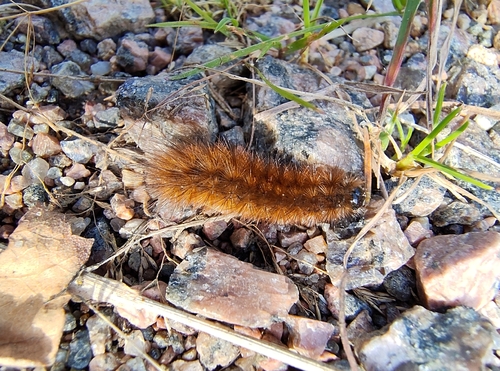 Ruby Tiger Moth