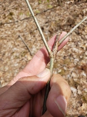 Callirhytis medularis