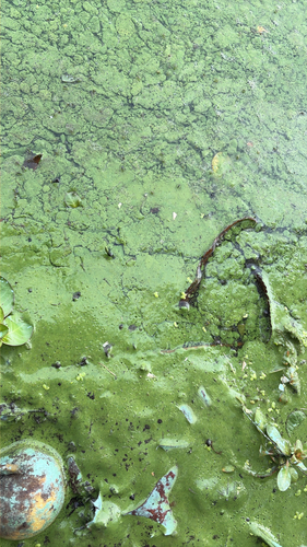 Microcystis aeruginosa observed 2026-09-20