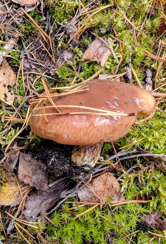 Purple-veiled Slippery Jack