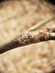 Callirhytis medularis