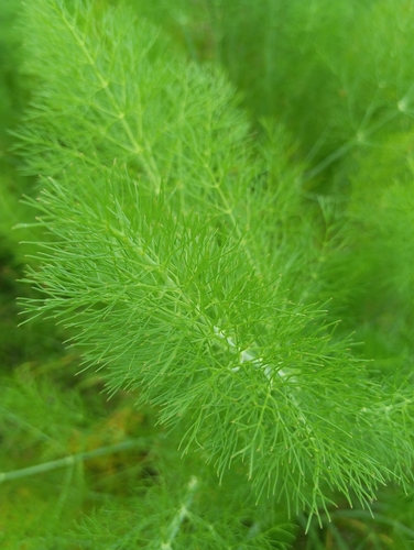 fennel