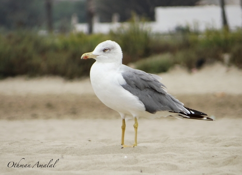 Yellow-legged Gull