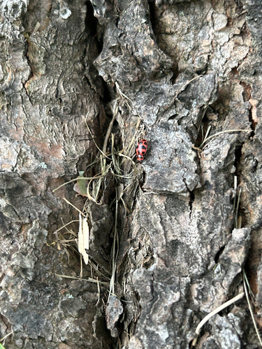 Spotted Pink Lady Beetle