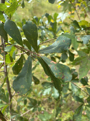Quercus nigra