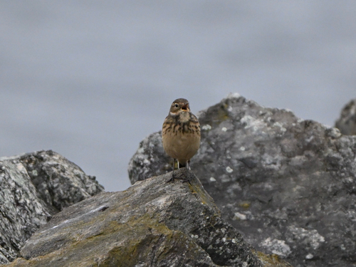 American Pipit