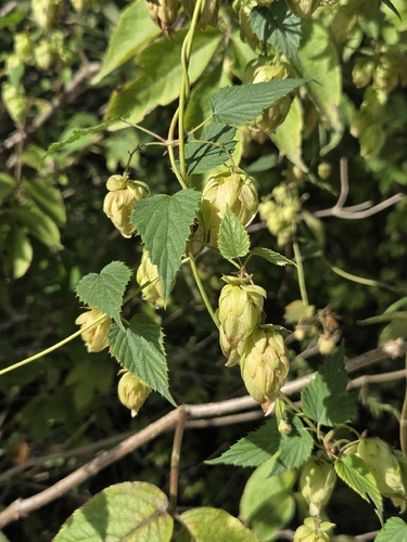 common hops