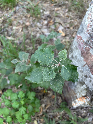 white poplar