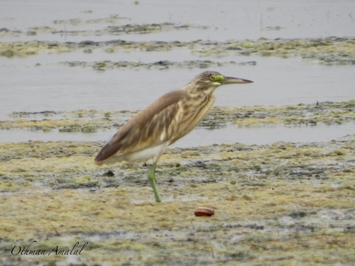 Squacco Heron