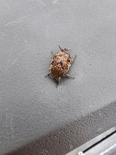 Bumble Flower Beetle